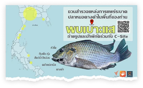 สร้างเสริมระบบนิเวศสื่อ