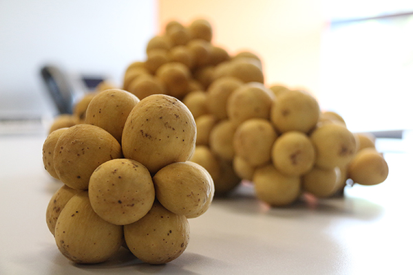 ไทยพีบีเอสช่วยเกษตรกรไทย เปิดพื้นที่จำหน่ายลองกองตันหยงมัสจาก จ.นราธิวาส