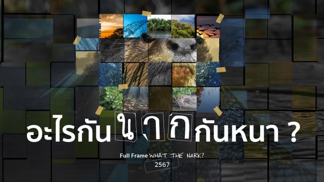 What the NARK ? อะไรกันนากกันหนา ?