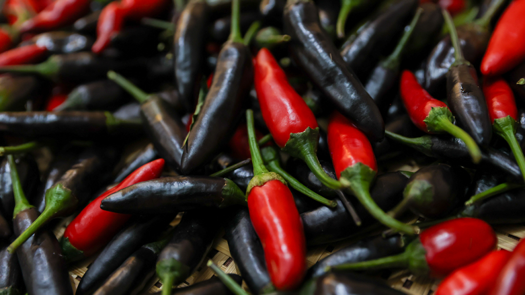 ไทยพีบีเอส จัดกิจกรรมแคมป์ “ยกพลคนน้ำพริก” ประลองรสมือ ต่อยอดภูมิปัญญาทางวัฒนธรรมอาหารไทย